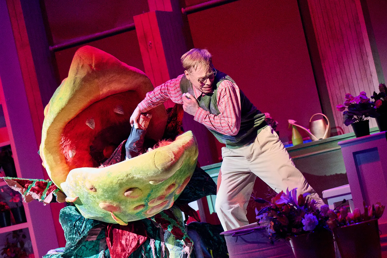 DER KLEINE HORRORLADEN Musical von Howard Ashman und Alan Menken Premiere: 7.6.2024 im Alten Schauspielhaus Oliver Morschel, Figurenspiel: Lukas Schneider Foto: Martin Sigmund